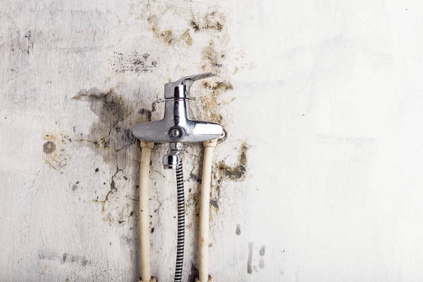 Best Localized Mold Remediation (e.g., coastal areas, humid climates) in Forest Meadows, CA
