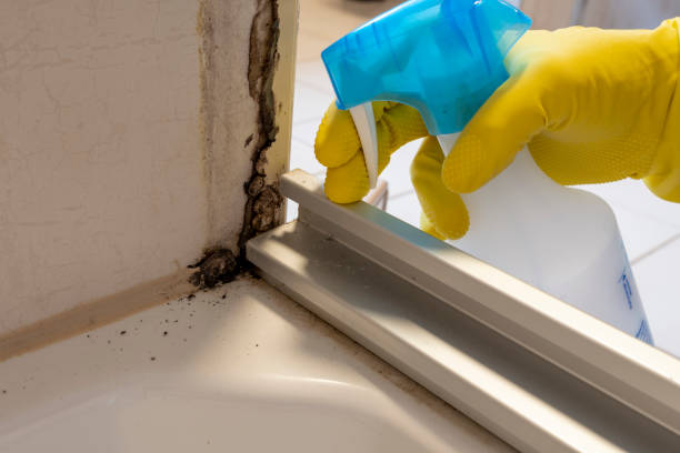 Best White Mold Remediation in Forest Meadows, CA