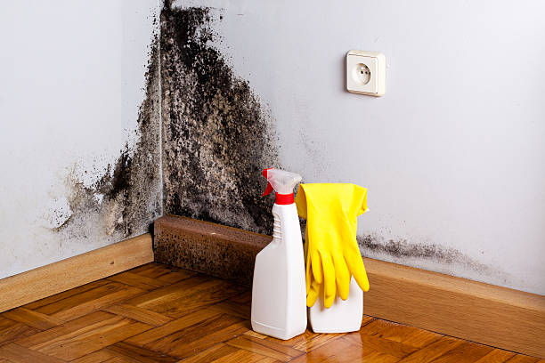 Reliable Forest Meadows, CA Mold Remediation Solutions